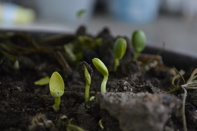 uso-de-compost-sembralia