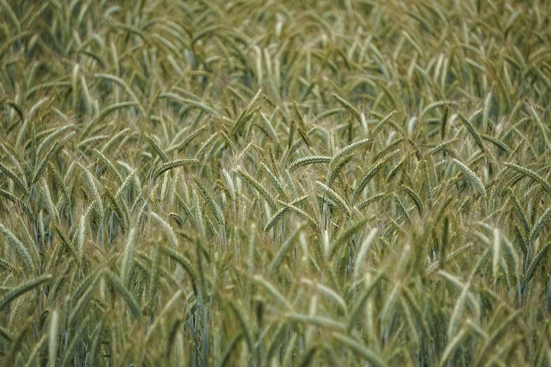 Campo de triticale en España