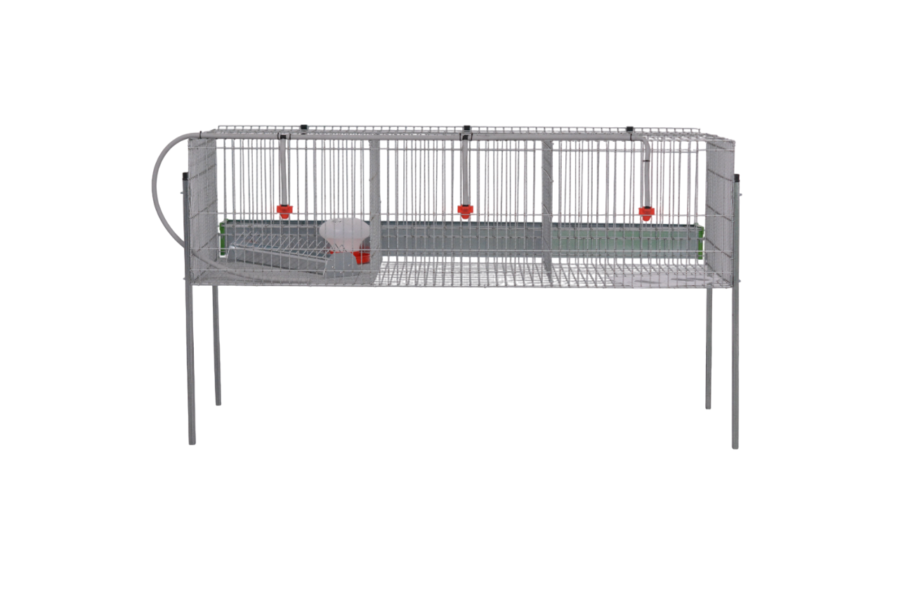 Modelo Pollos Poly-3 – Engorde con Comedero y Bebedero