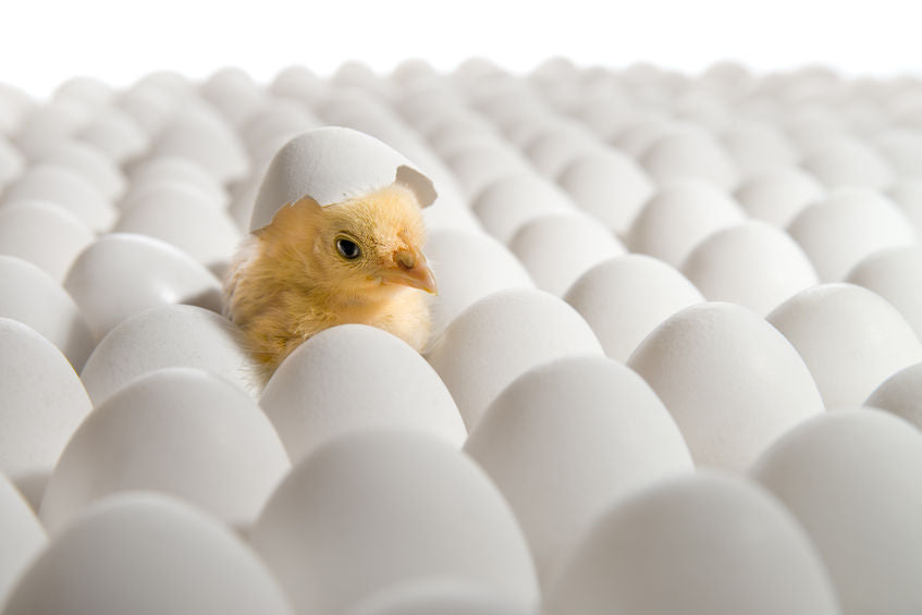 Tipos de incubadoras de huevos: cómo evitar errores en la elección y mejorar la productividad