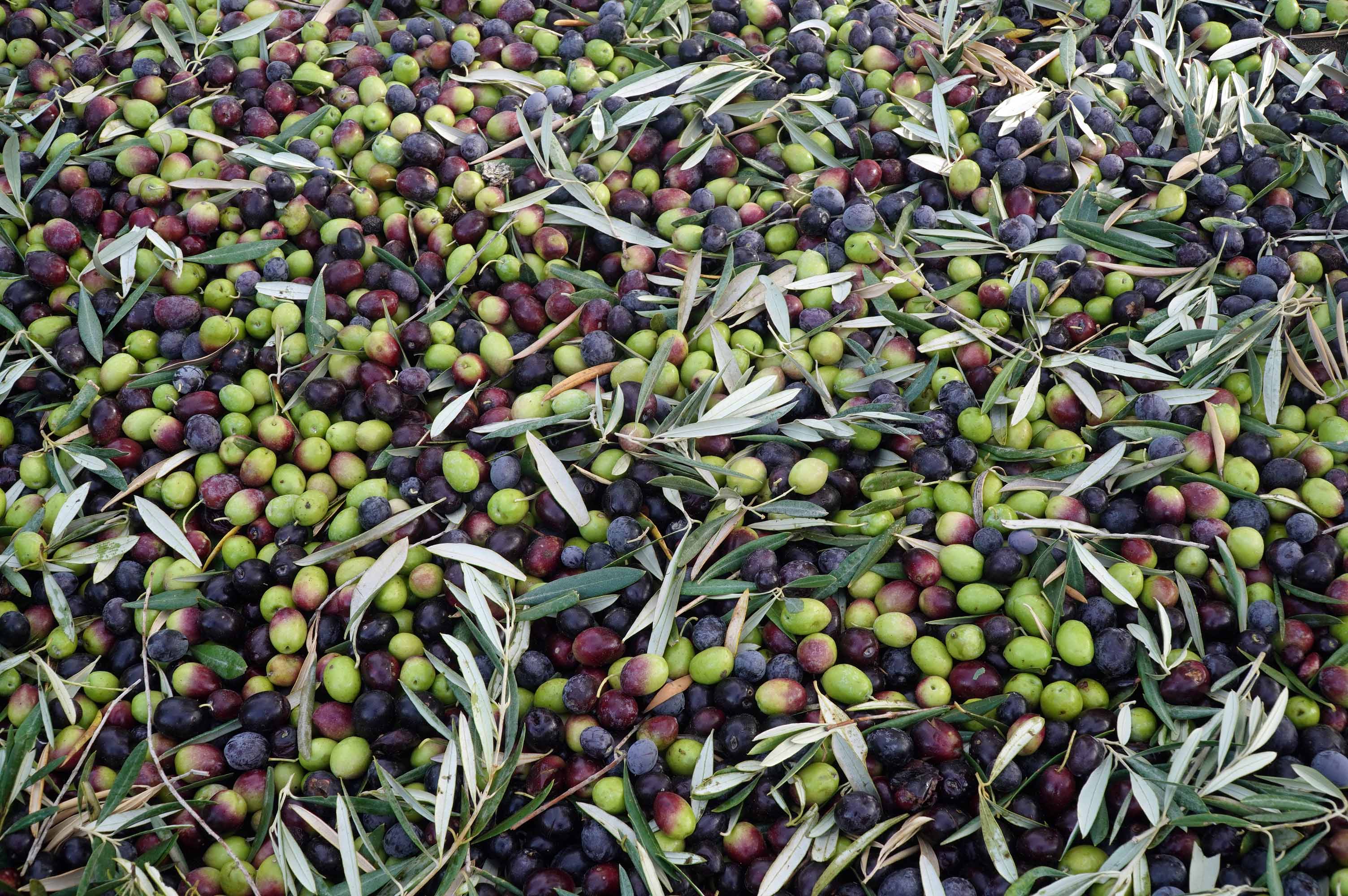 Merma de la producción en la campaña 2022 del olivo