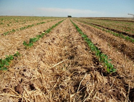 La agricultura de conservación busca ser sostenible con los sistemas de cultivo y el suelo