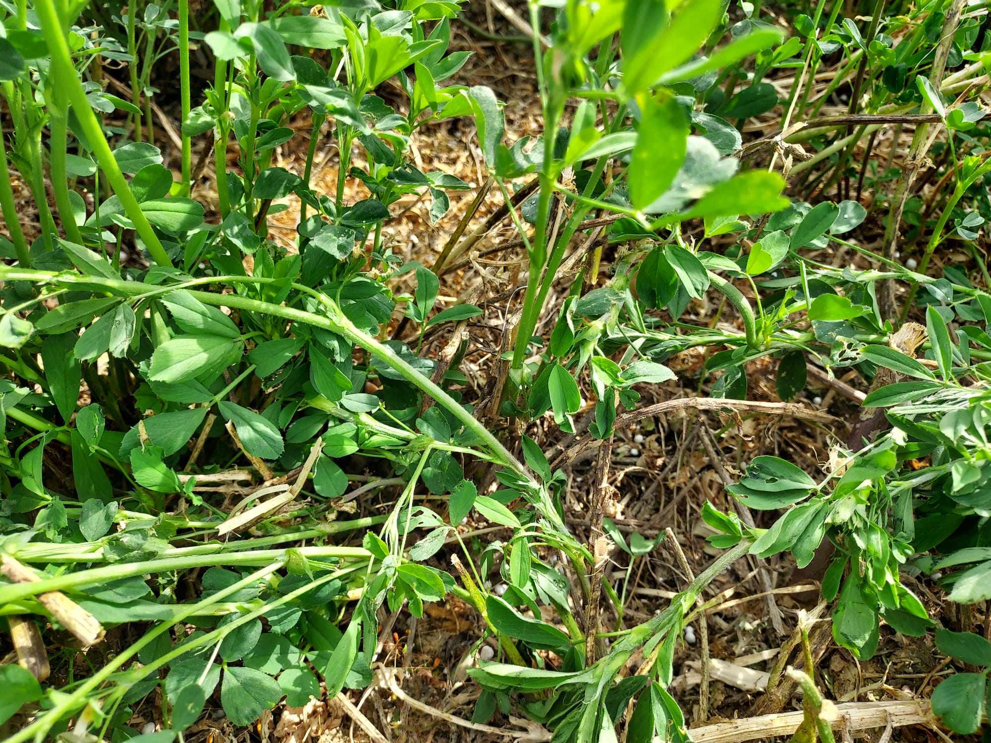 Cultivo de alfalfa en Palencia