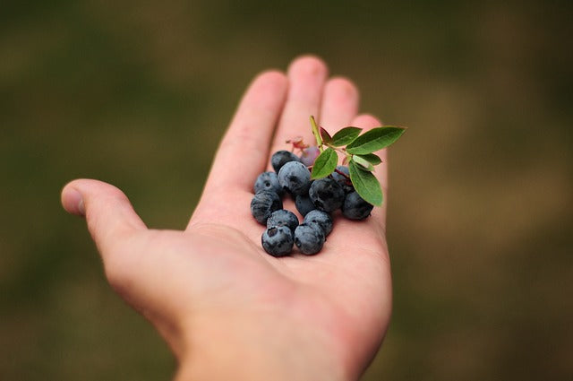 Frutos rojos o berries: un cultivo de alto valor