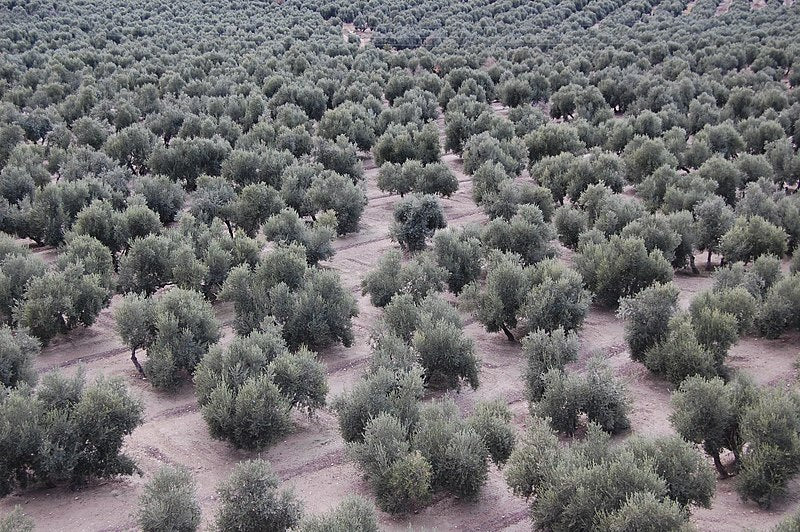 Campo de olivos en Baeza (Jaén)