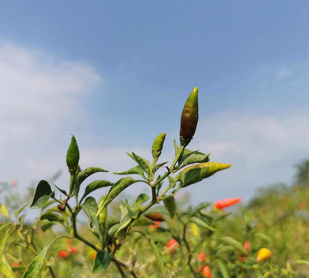 Planta del pimentón