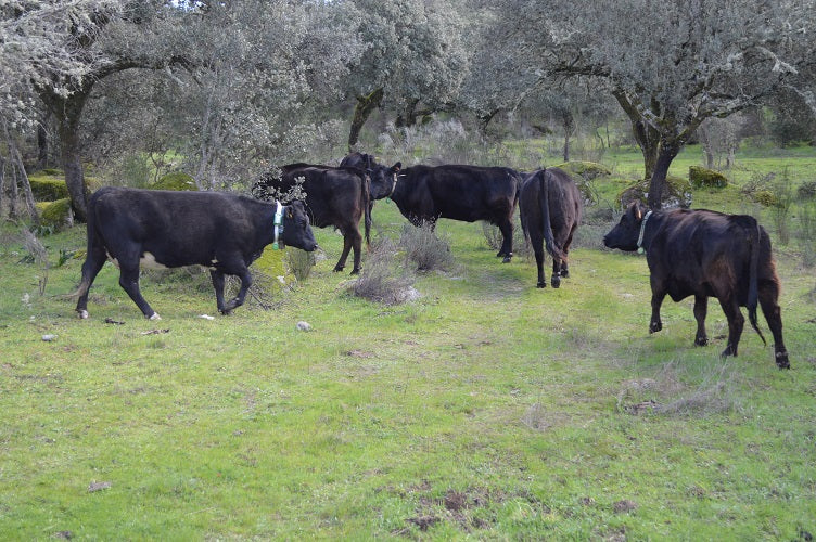 Vacas con collar telemático