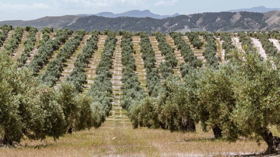 La D.O.P. Aceite Sierra de Cazorla corrobora la recuperación del sector con una campaña que llega a los 205 millones de kilos de aceituna