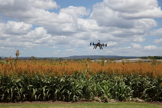 Digitalización de la agricultura (dron sobre maizal)