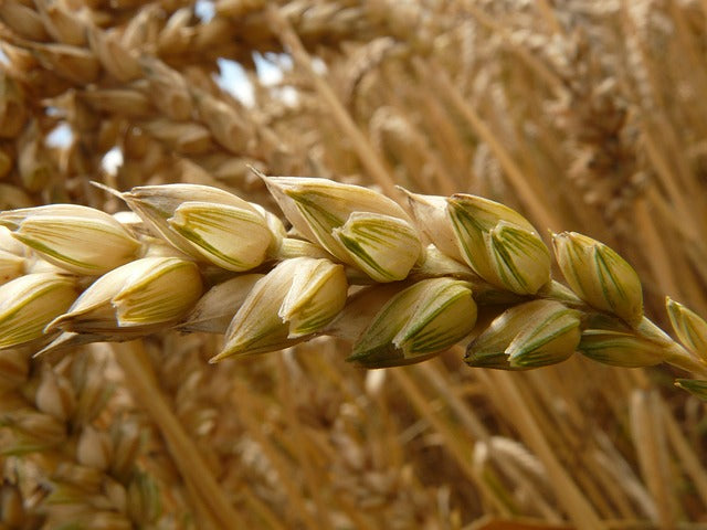 El cultivo de cereales es fundamental para la agricultura, pero enfrenta múltiples desafíos.