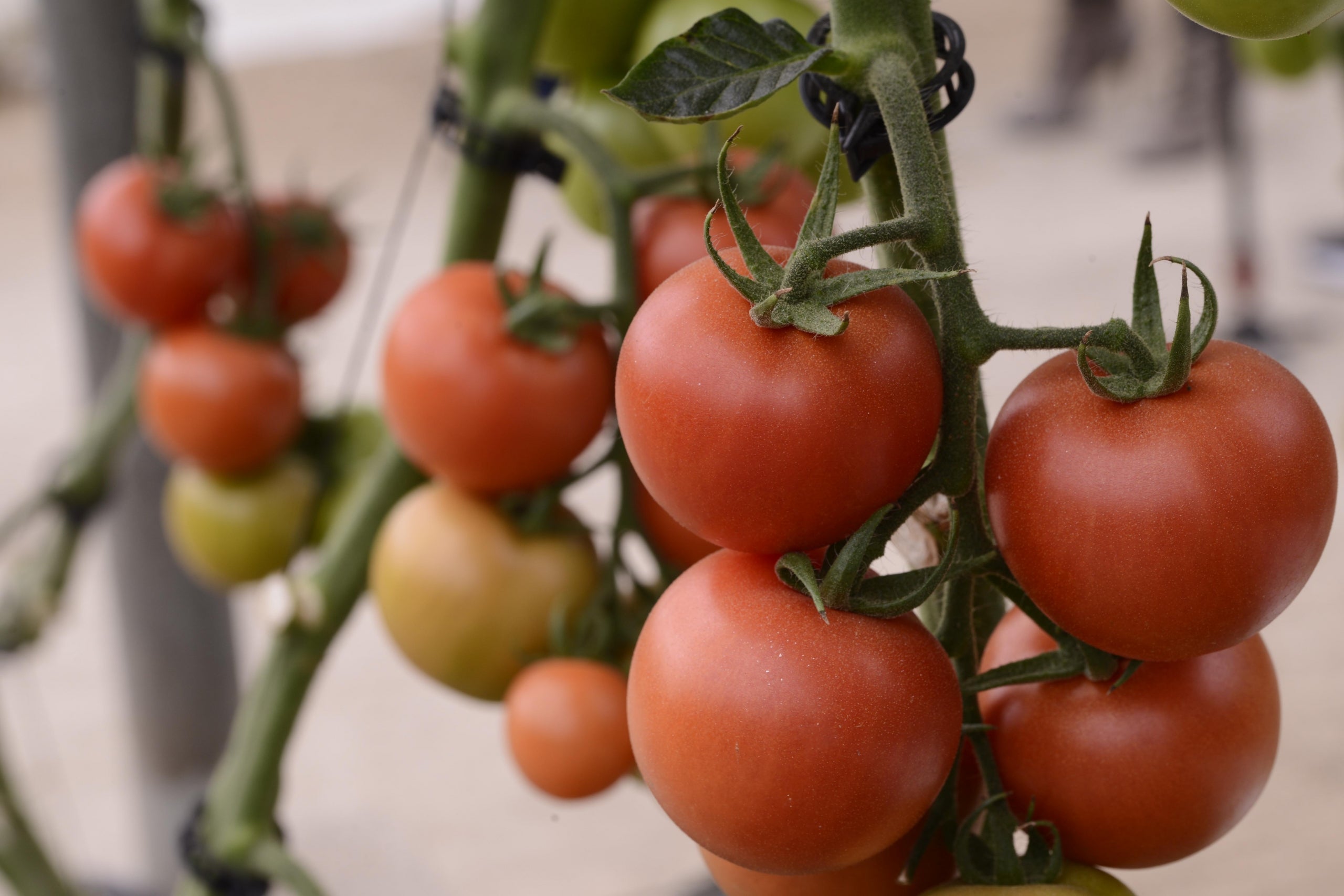 tomate en invernadero