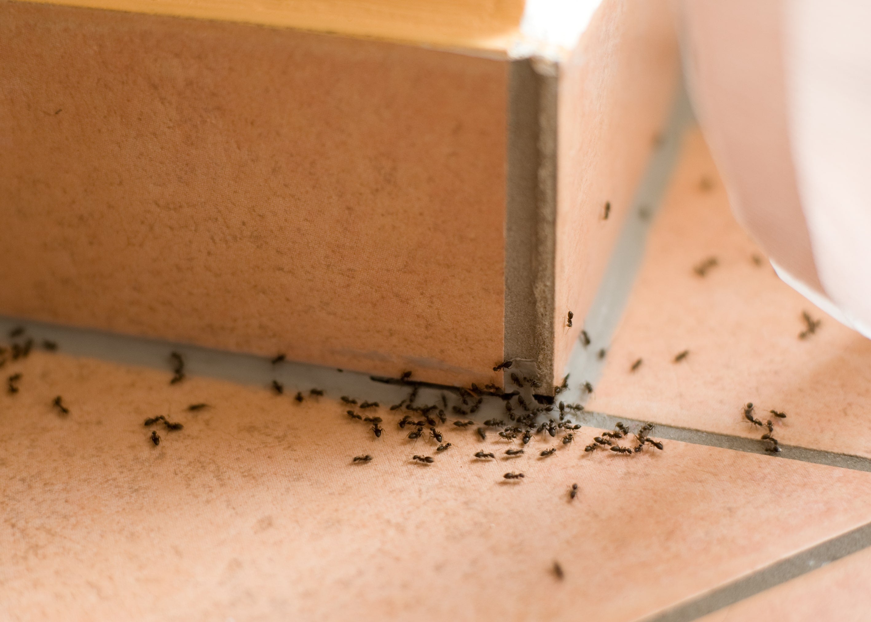 Las plagas de hormigas vuelven en verano