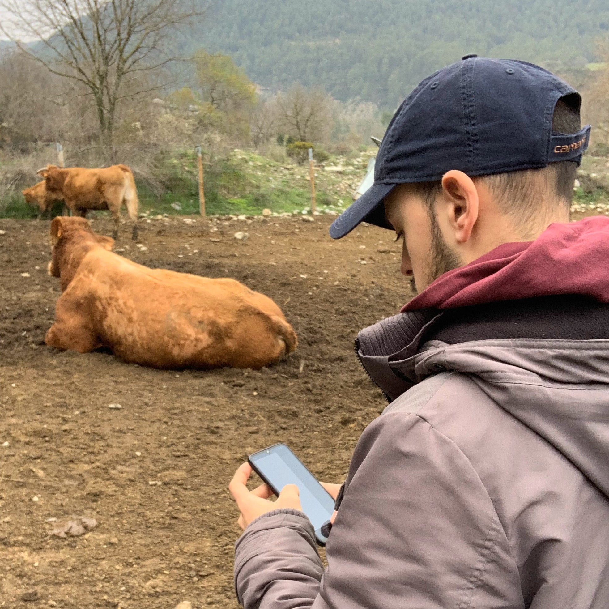 Monitorización del ganado mediante la digitalización