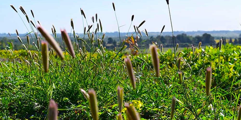 Tipos de Herbicidas Agrícolas. ¿Cómo elegir un herbicida químico para malezas o malas hierbas difíciles?