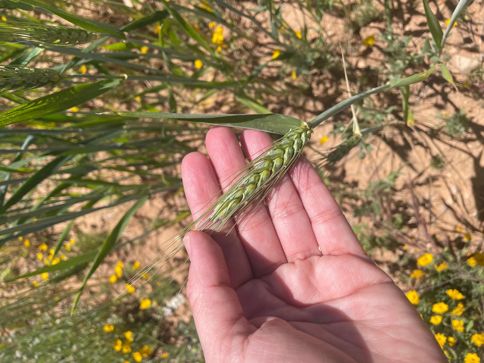 Mejora varietal trigo duro