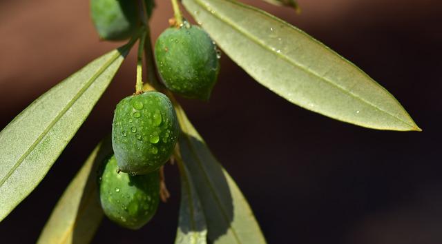 La fertilización foliar potásica en el olivar