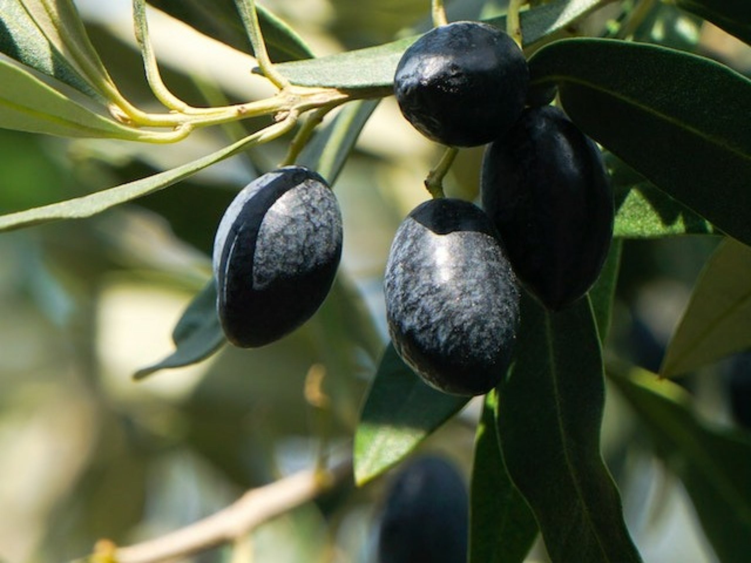 El olivo, pilar fundamental de la agricultura española