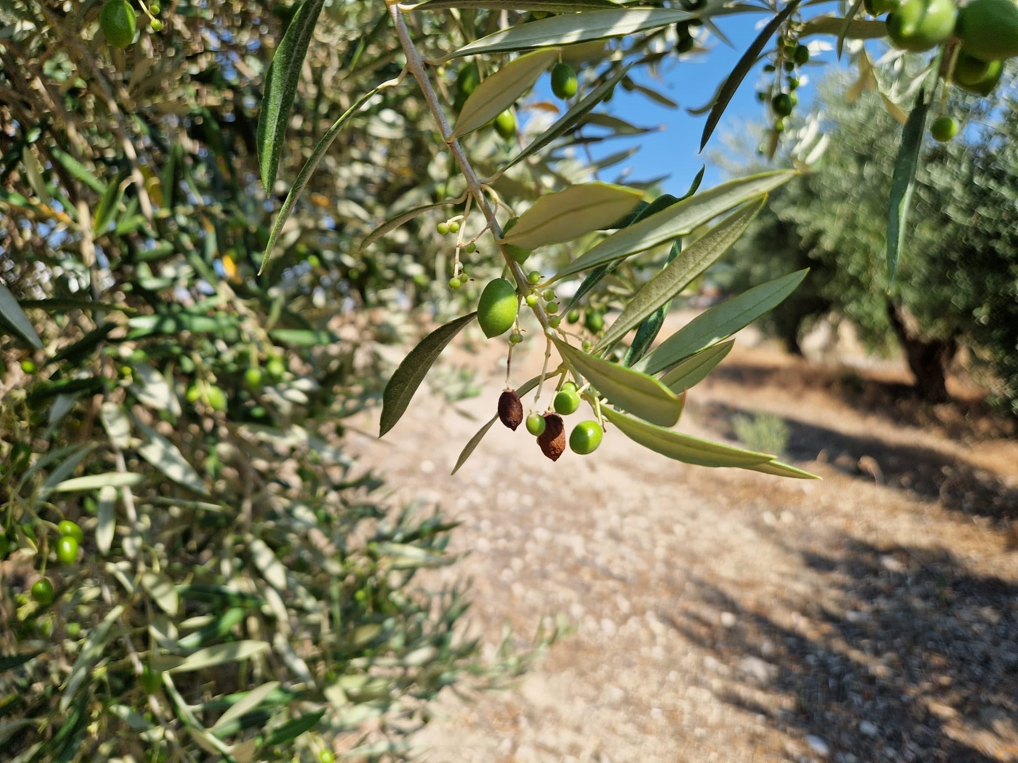 Olivar en verano: qué esperar del olivo durante el letargo estival