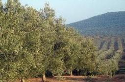 ¿Cuál es la situación del aceite de oliva español?
