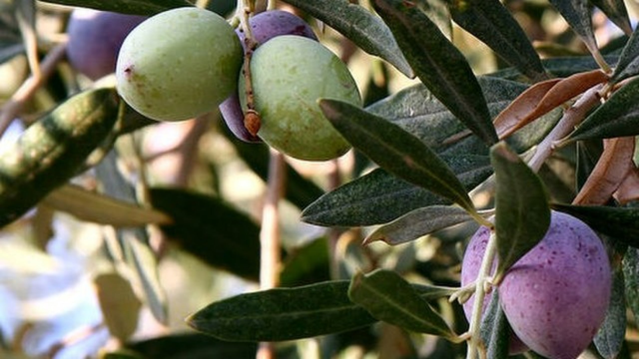 Riego en el olivar