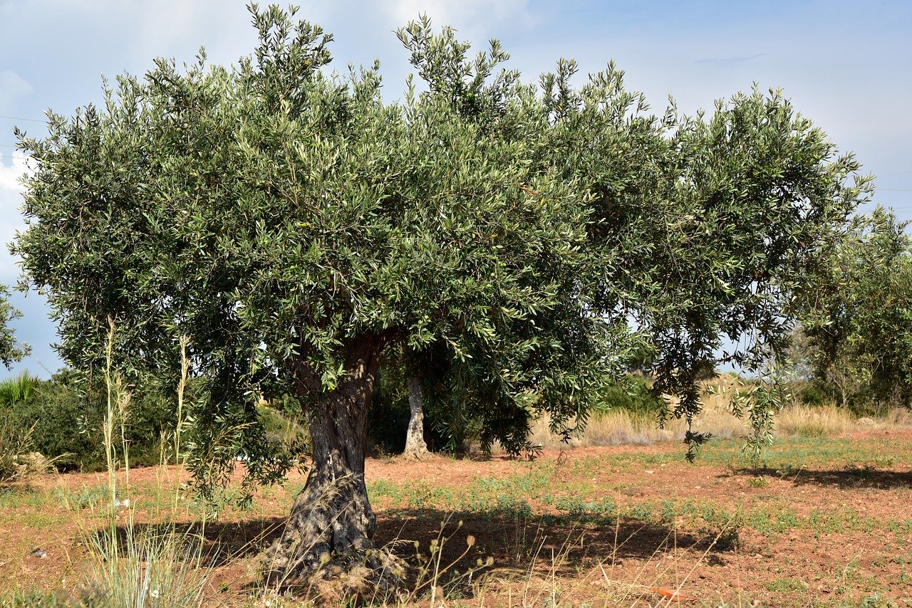 La FAO designa los olivos españoles como Patrimonio Agrícola Mundial