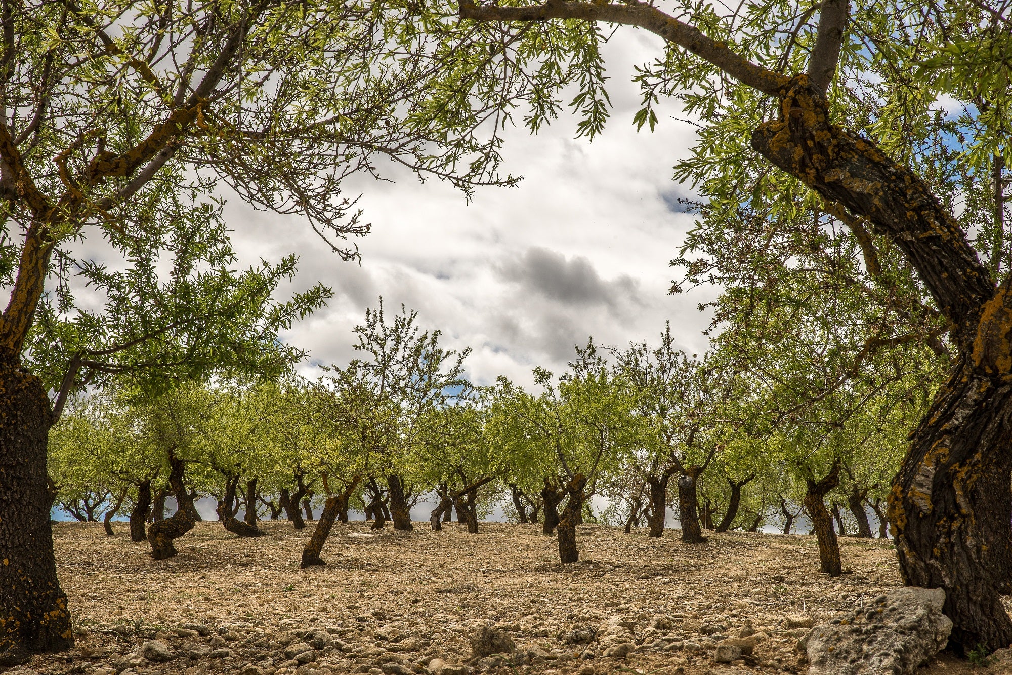 Fertilización líquida en olivar: mejora la eficiencia de nutrientes y aumenta la producción de aceite de oliva