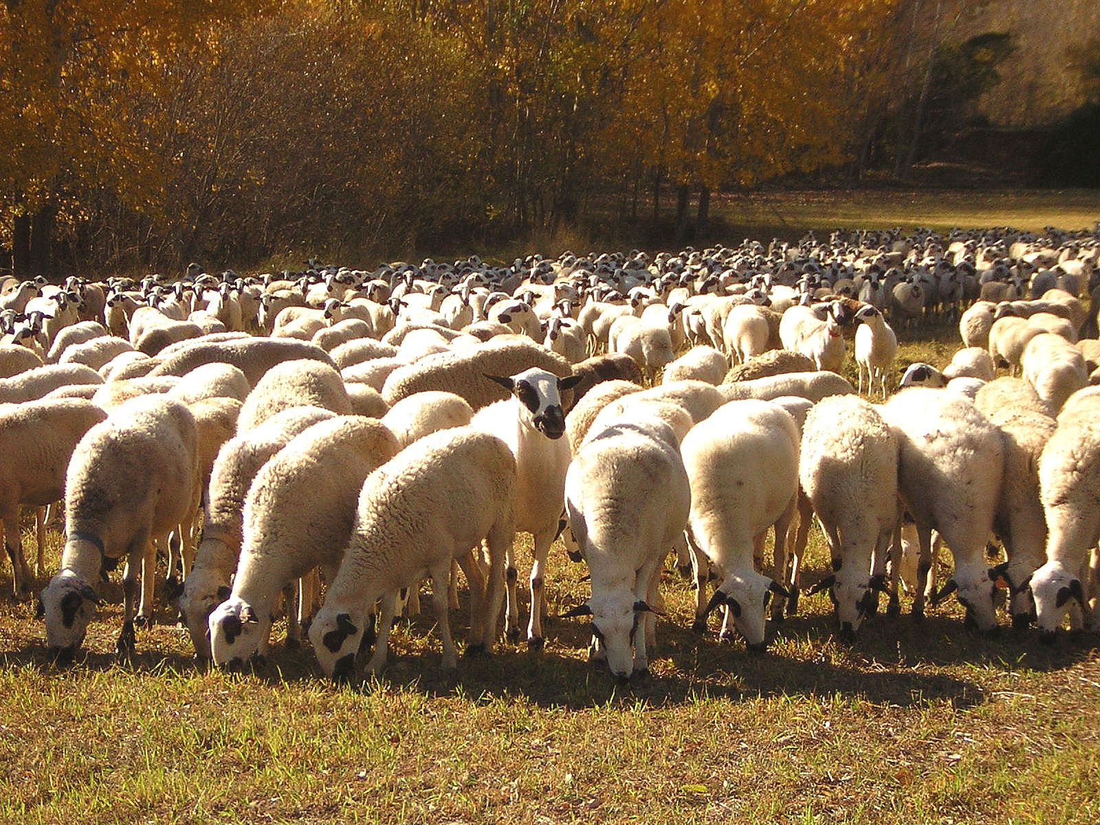 El Ministerio de Agricultura establecerá ayudas directas para los ganaderos de ovino y caprino