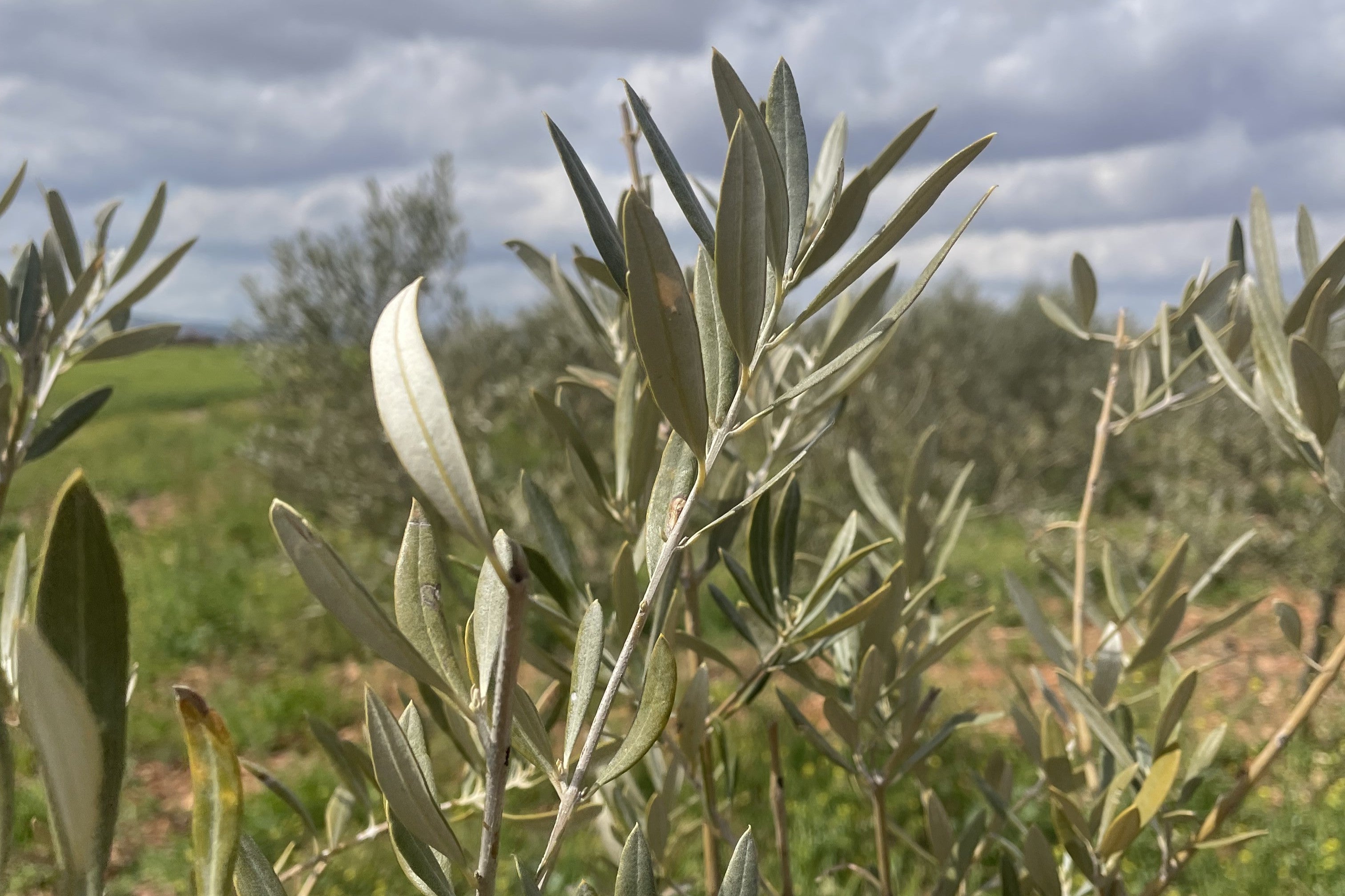 Cosecha de aceituna en España