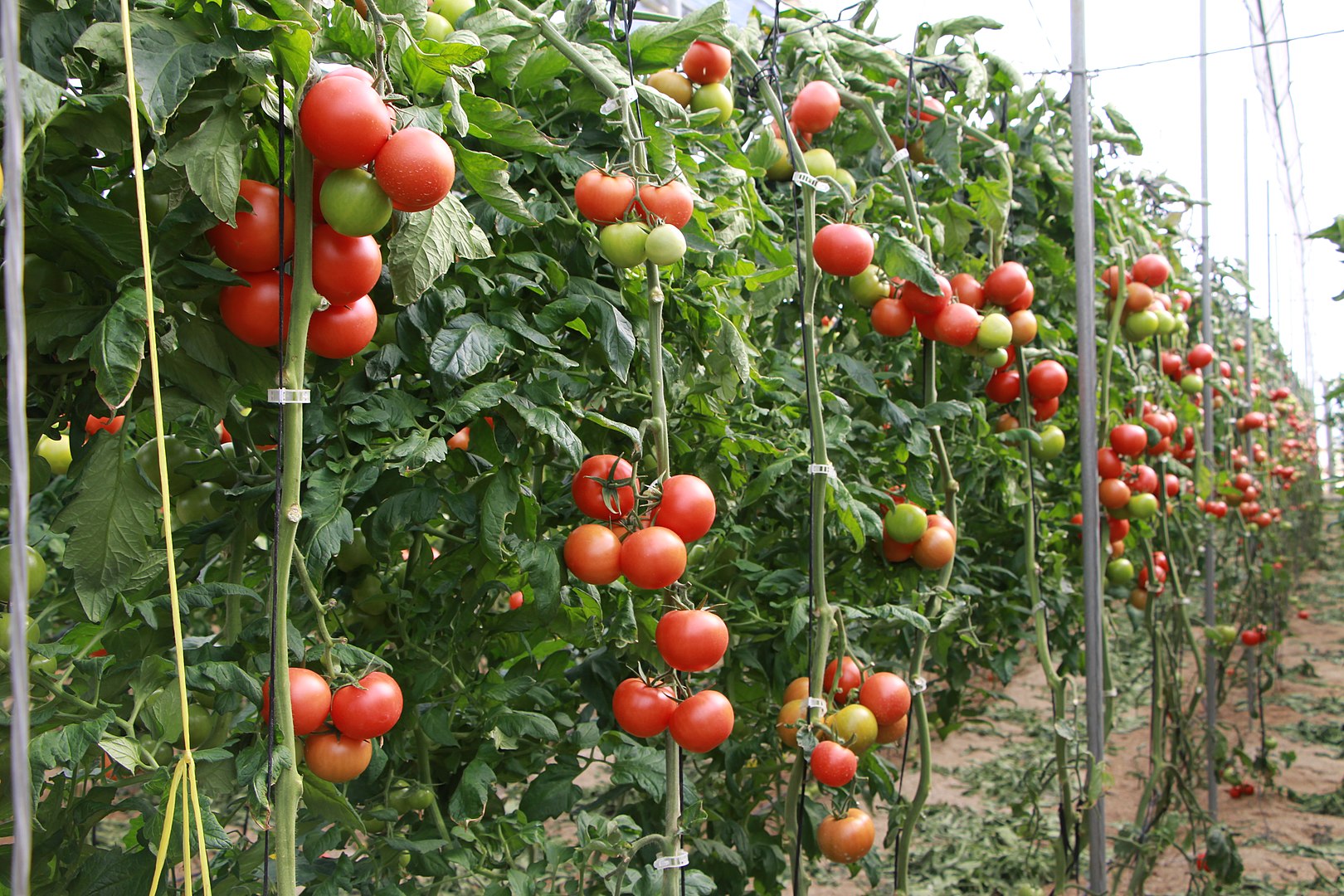 Casi, la cooperativa del tomate de Almería