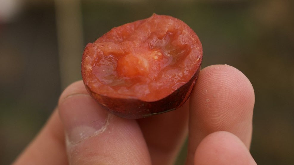 Tomate español, un producto de éxito