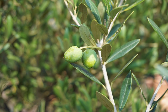 Aceituna de la cosecha de 2024