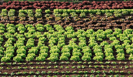 Informe sobre la agricultura ecológica en España 2024