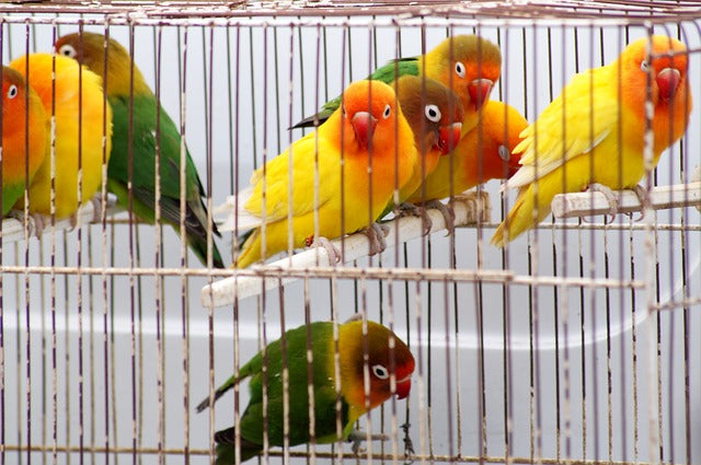 Tipos de Jaulas para Pájaros. Necesidades básicas, ventajas y datos útiles de diferentes jaulas para aves