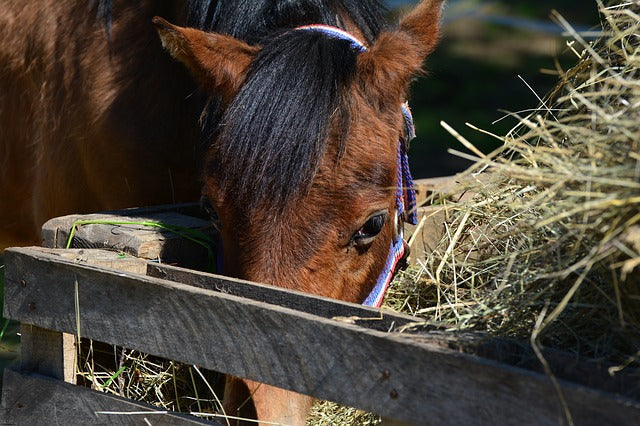 Nuevo pienso para caballos en Sembralia