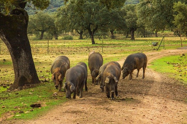 El cerdo ibérico se abre camino en China