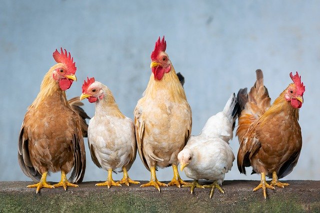 ¿Cómo evitar que el frío afecte a tus gallinas?
