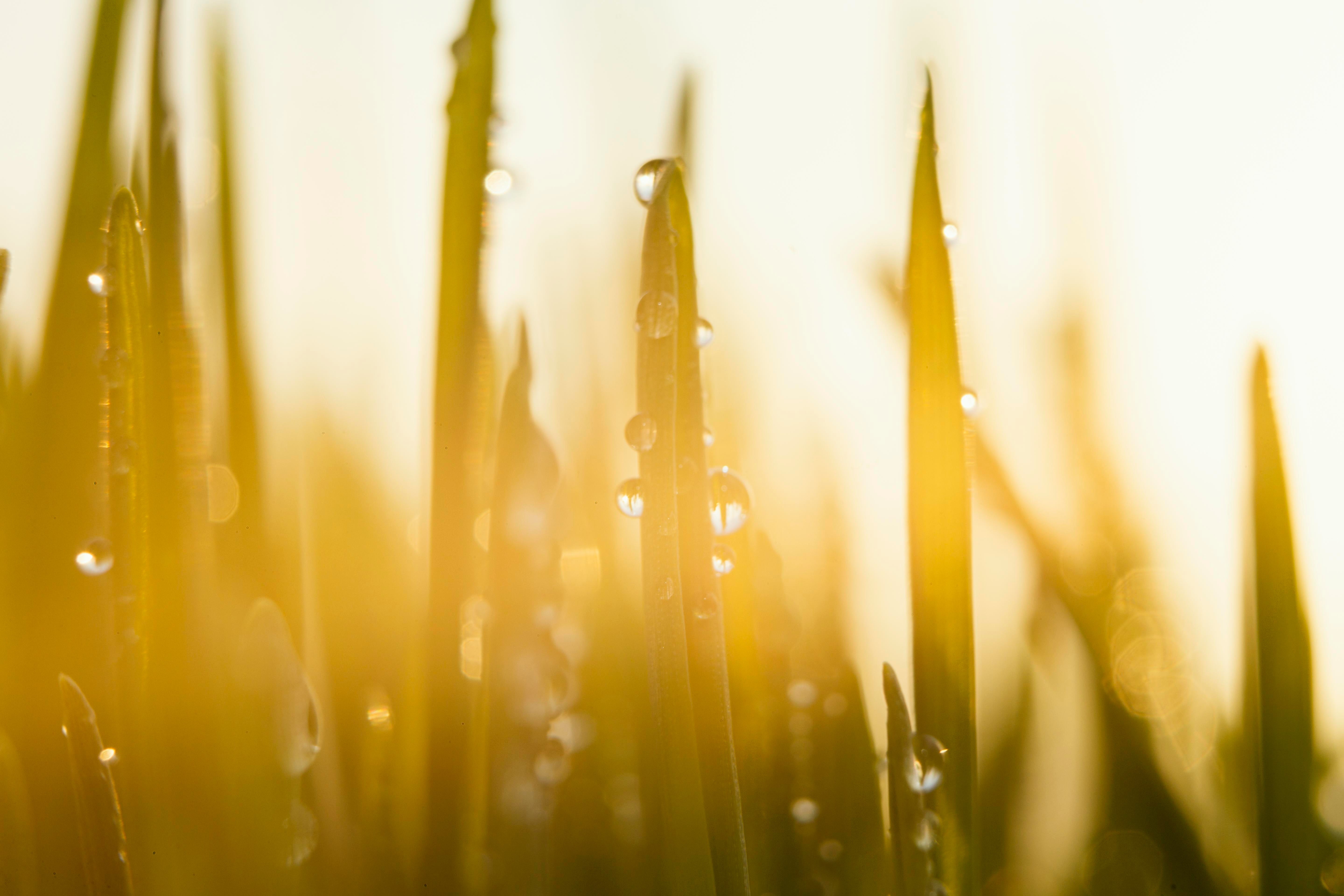 Cómo proteger tus cultivos del estrés por calor en verano: claves para mantener una producción de calidad