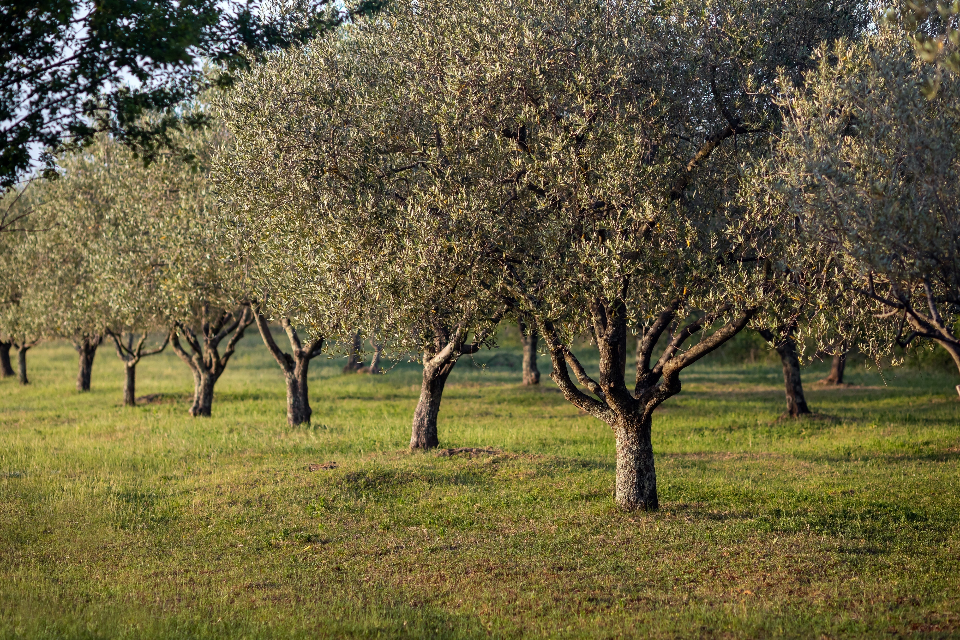 Postcosecha del Olivar: Cómo Cuidar el Árbol y Preparar el Terreno