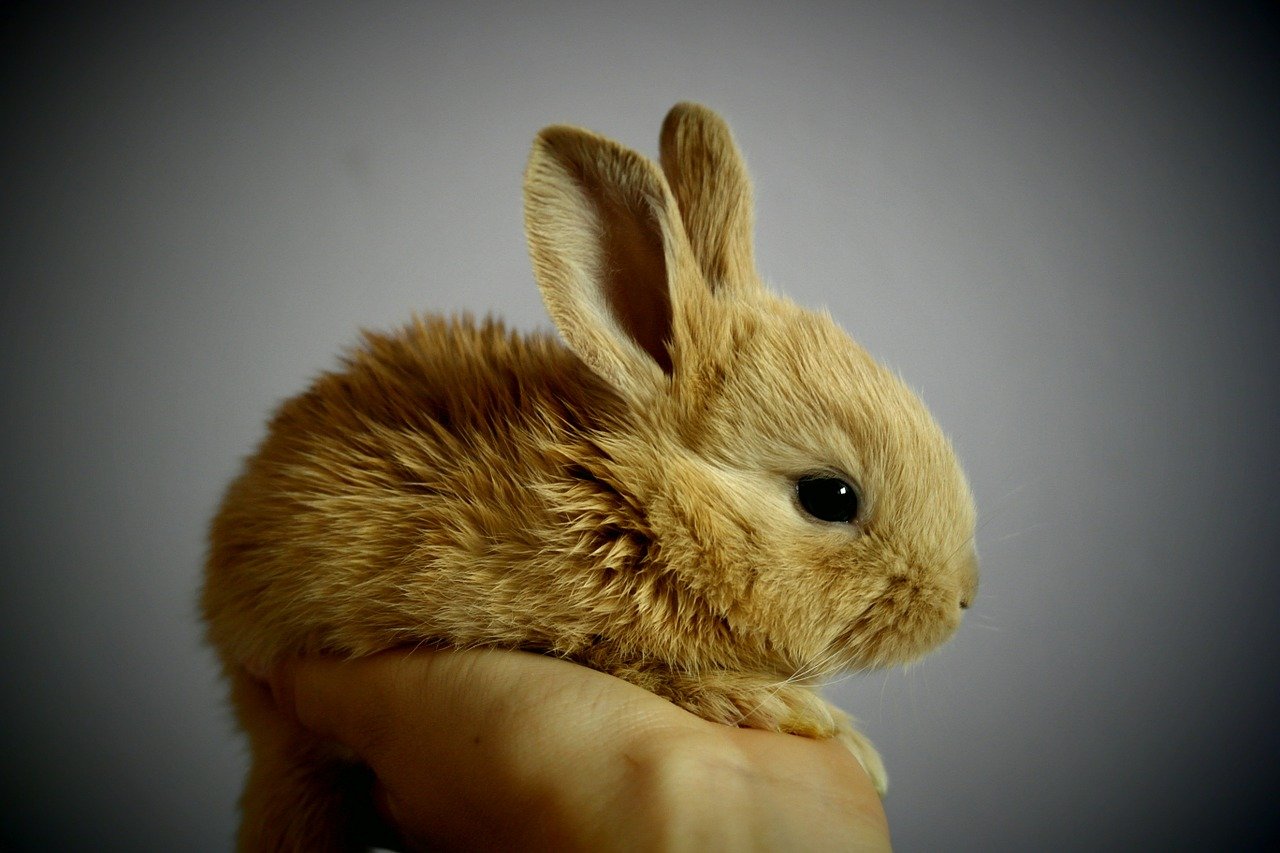 El conejo, la mascota de moda