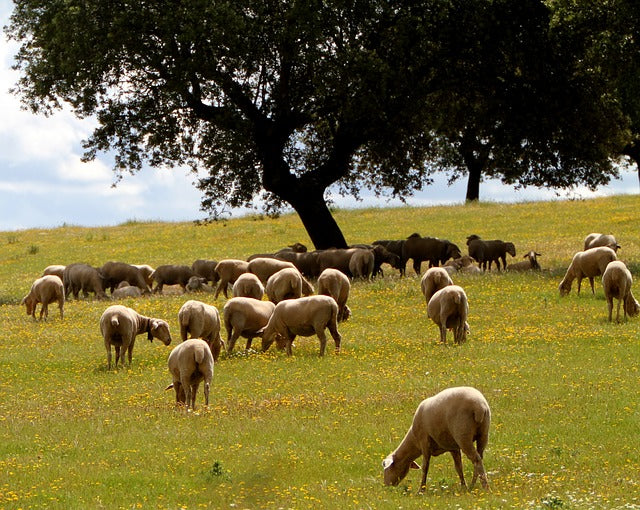 Emprendimiento rural del sector ganadero en Extremadura.