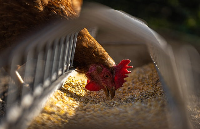 ¿Cuáles son los mejores tipos de gallineros para tener huevos frescos en casa?