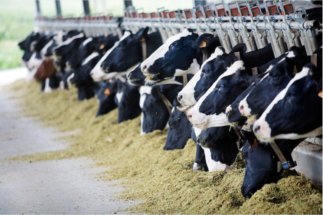 ¿Qué es el ITH? 20 recomendaciones para evitar el estrés calórico en la ganadería