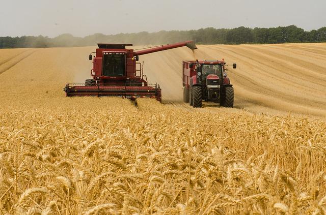Previsión de la cosecha de cereales: ¿21 millones de toneladas?