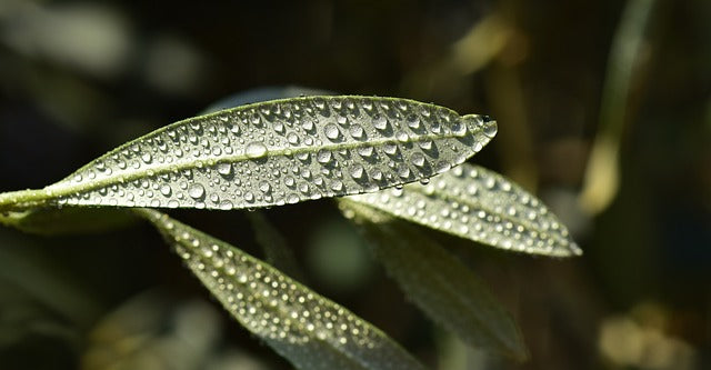 Hoja de olivar con abonado foliar con cobre