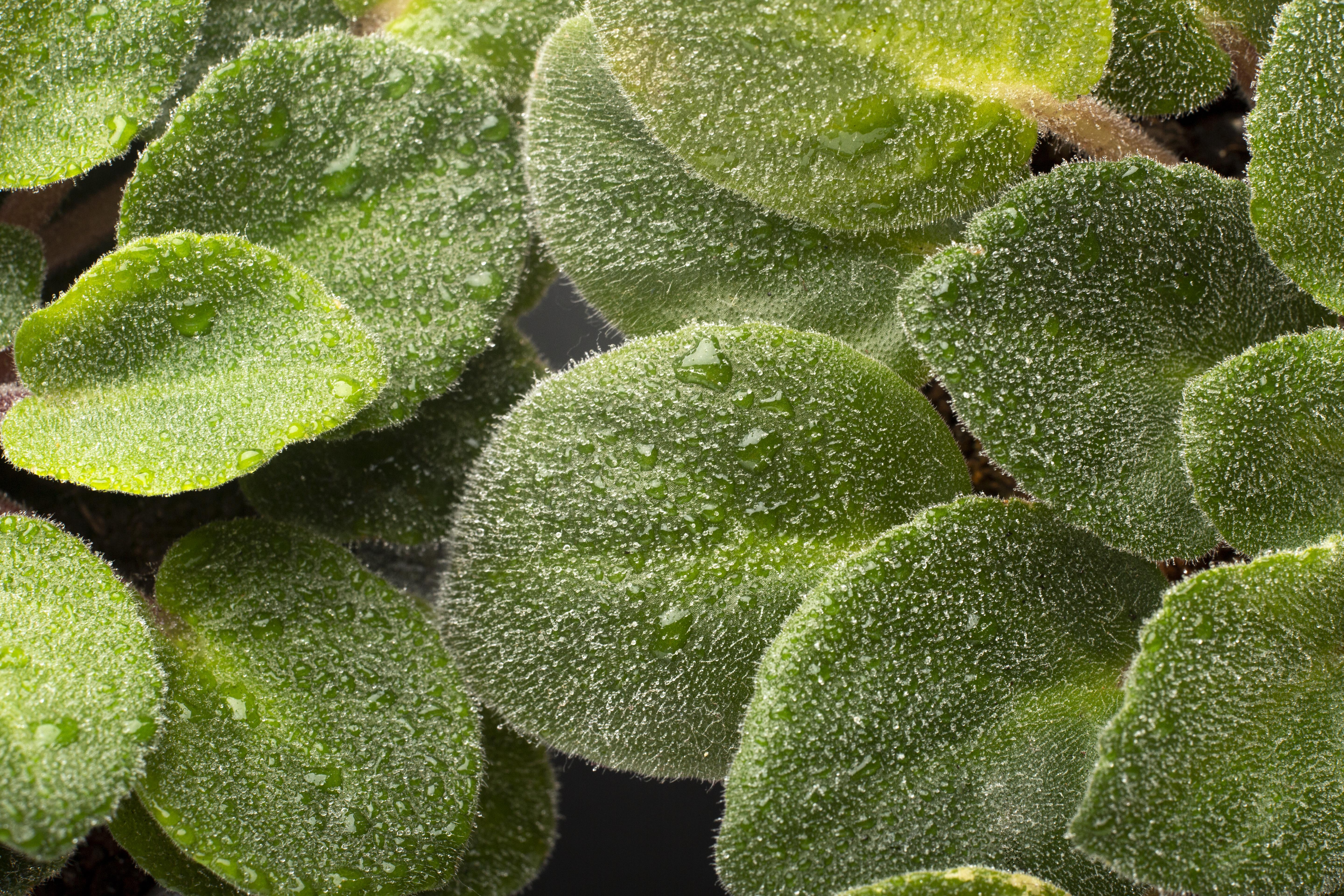 La importancia del potasio y el fósforo durante los meses fríos