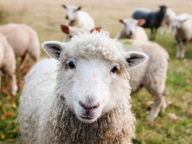 ¿Qué son las parideras para ovejas? Factores que afectan la producción ovina, valor de la producción de ovejas en España y conceptos que debes tener en cuenta