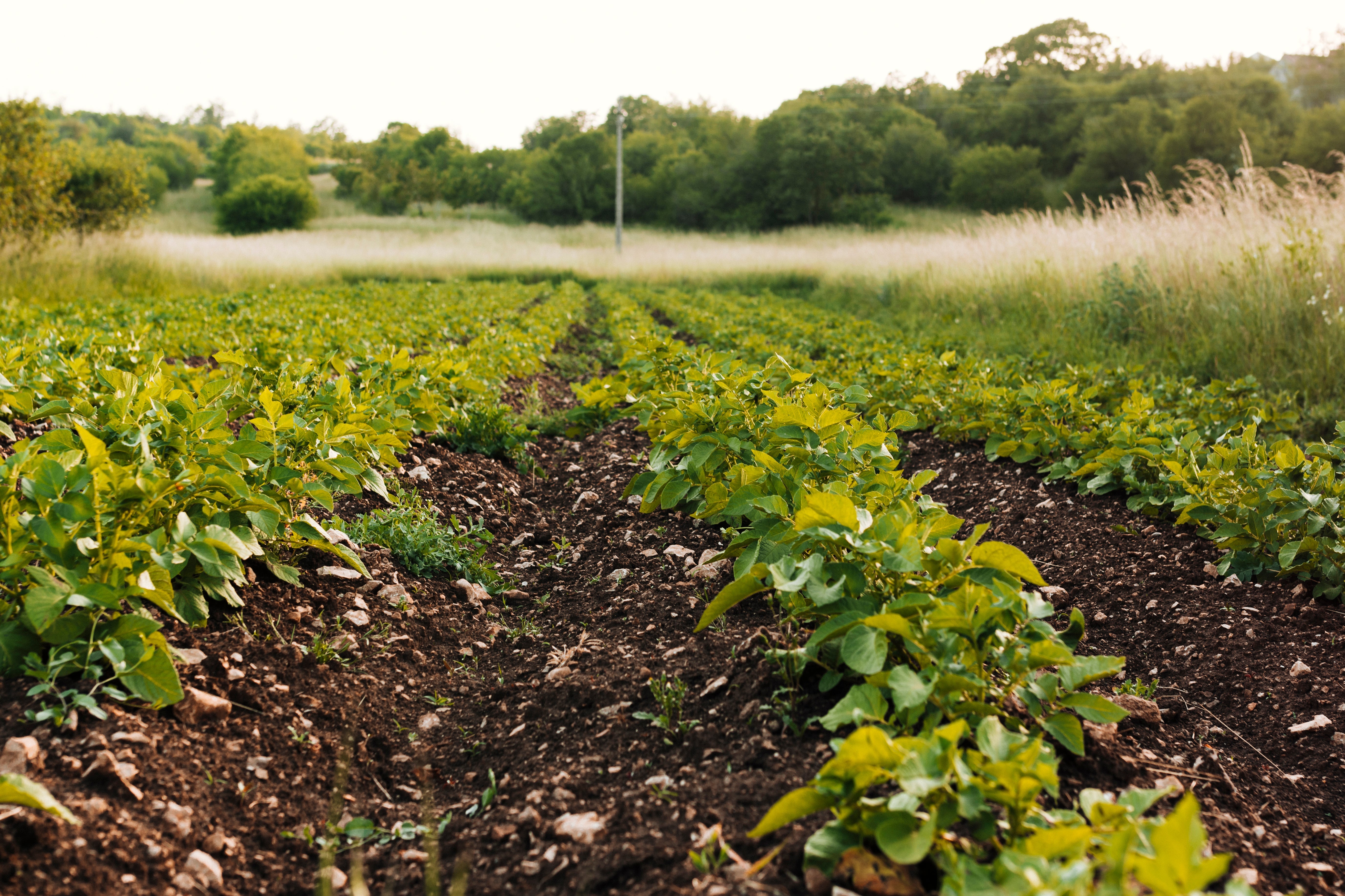 Cómo mejorar la salud del suelo agrícola y aumentar la productividad de los cultivos
