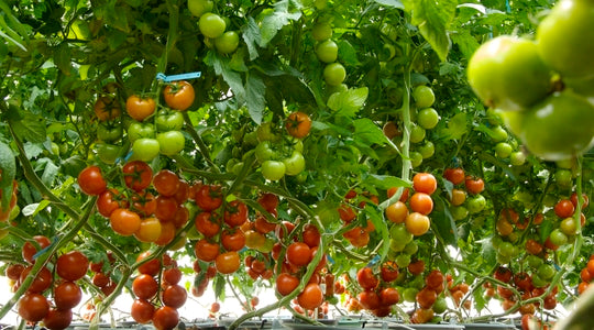 ¿Cuáles son las funciones del Molibdeno en la nutrición de los cultivos?