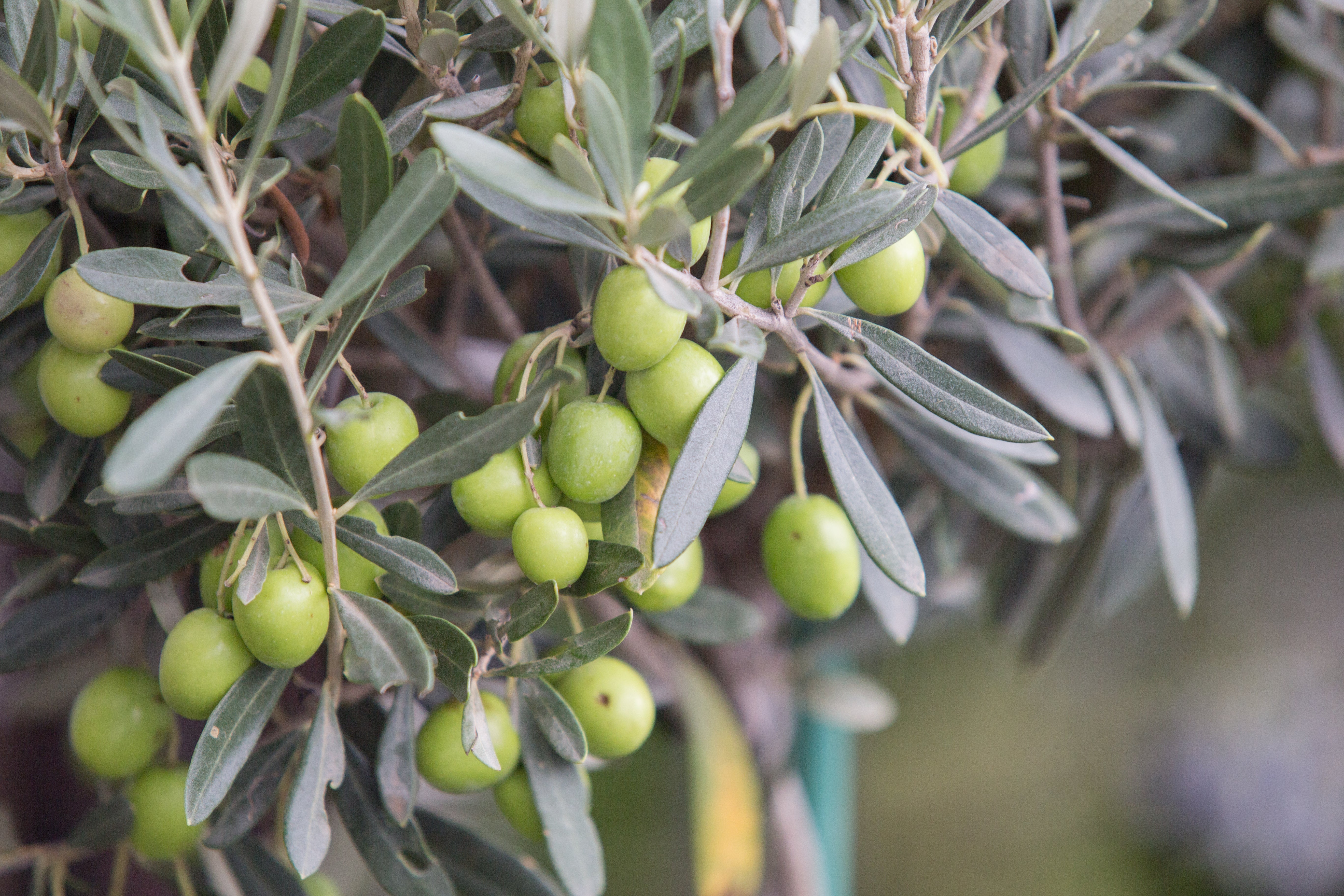 Olivar en agosto: cómo combatir el calor y preparar el olivo para la recta final del verano