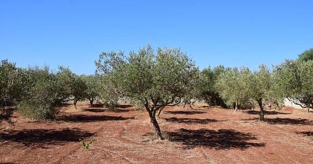 Abonado olivares